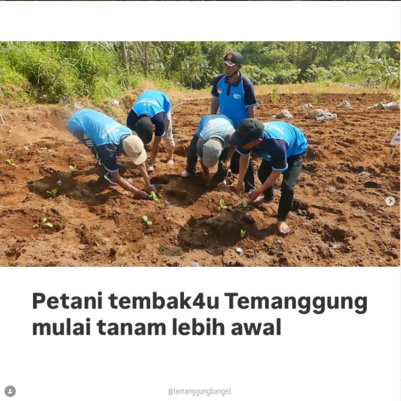 Petani tembakau Temanggung  tanam lebih awal