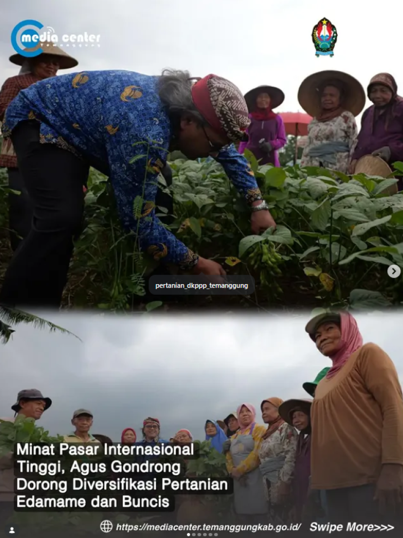 Minat Pasar Internasional Tinggi, Agus Gondrong Dorong Diversifikasi Pertanian Edamame dan Buncis