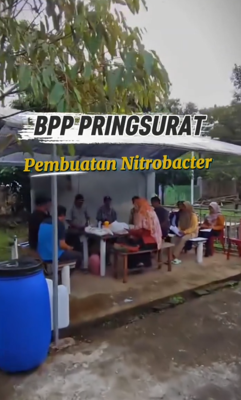 BPP PRINGSURAT