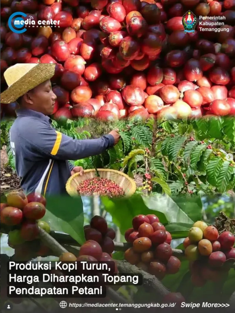Produksi Kopi Turun, Harga Diharapkan Topang Pendapatan Petani
