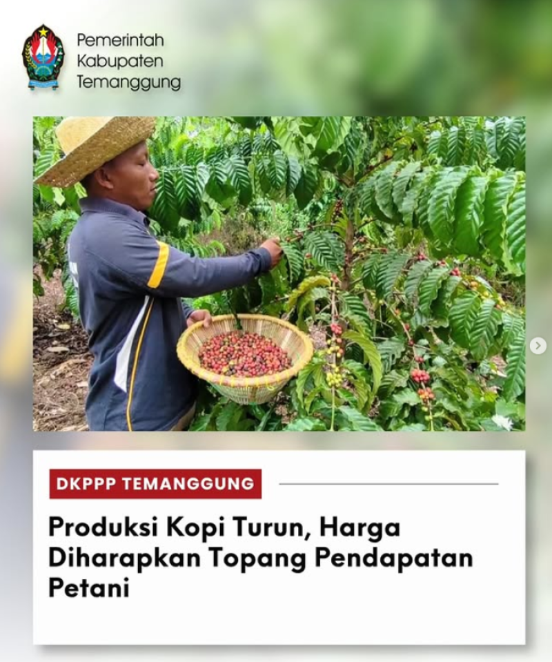 Produksi Kopi Turun, Harga Diharapkan Topang Pendapatan Petani