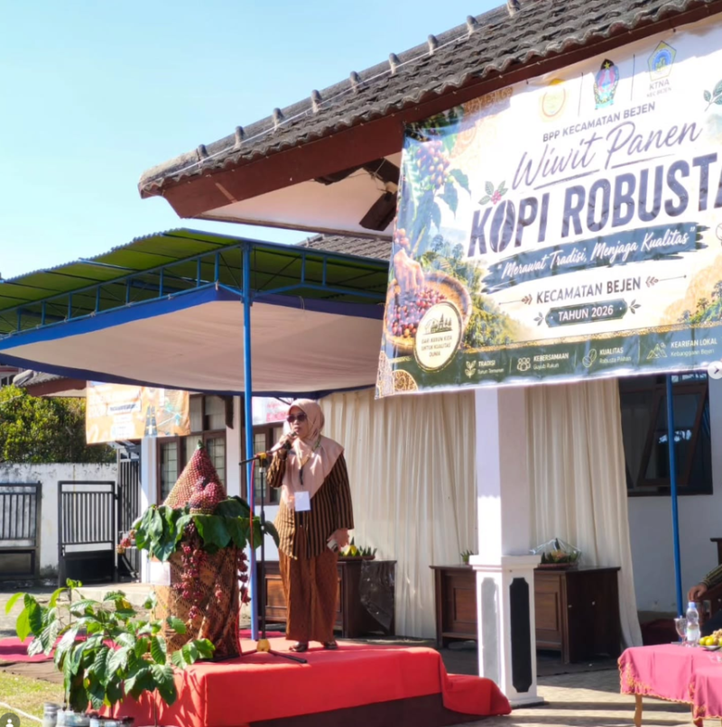WIWIT PANEN KOPI ROBUSTA KECAMATAN BEJEN 2026