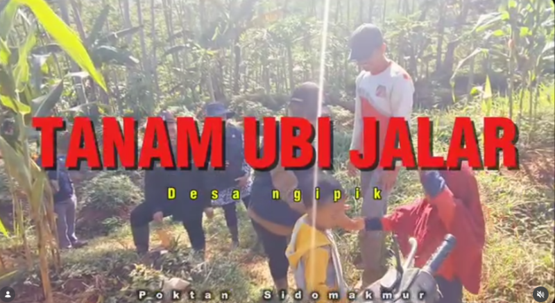 Tanam Ubi Jalar Desa Ngipik