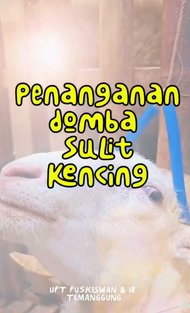 Pasar Hewan Badran ramai!