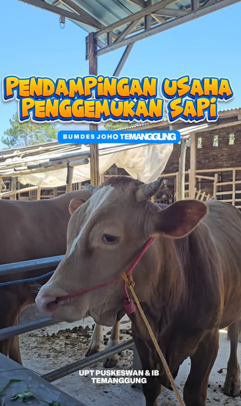 Pendampingan Usaha penggemukan Sapi Bumdes Joho