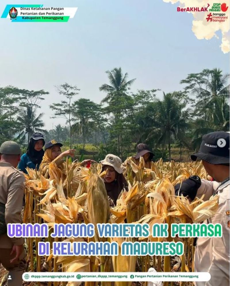 ???? Ubinan Jagung Varietas NK Perkasa di Kelurahan Madureso